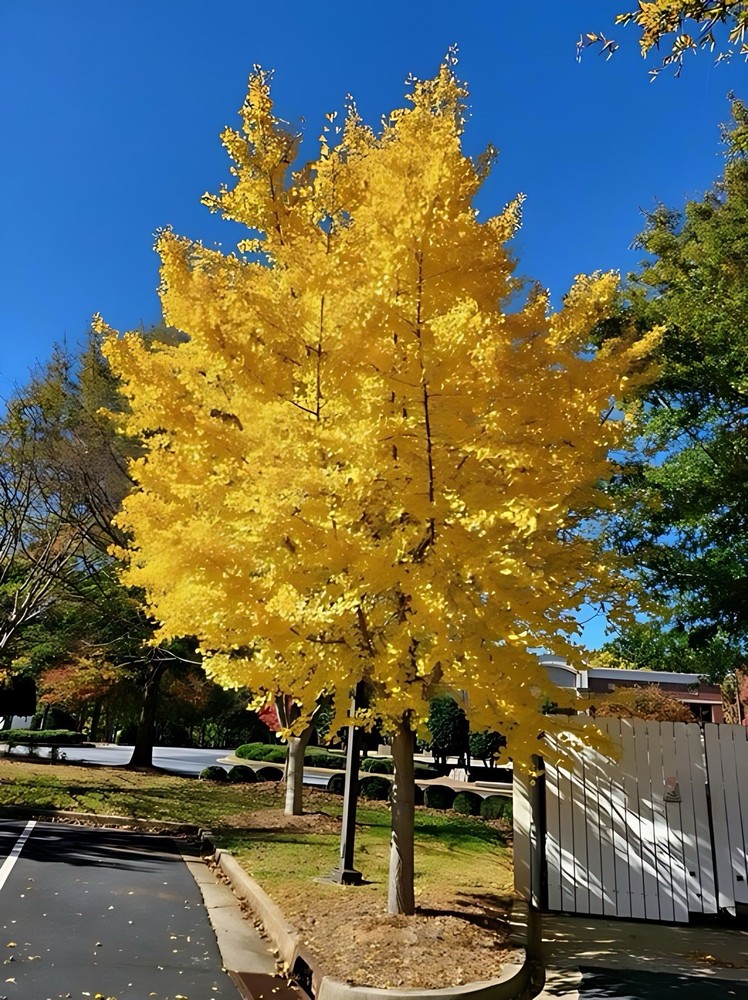 live Ginkgo Biloba Tree 1-2 ft tall now ancient tree specimen