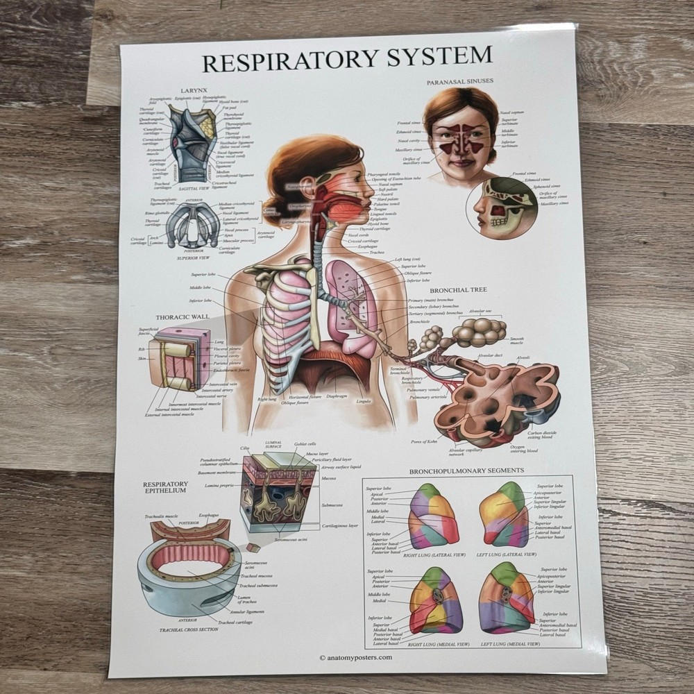 Laminated Anatomy Poster digestive system - Respiratory System lung Poster