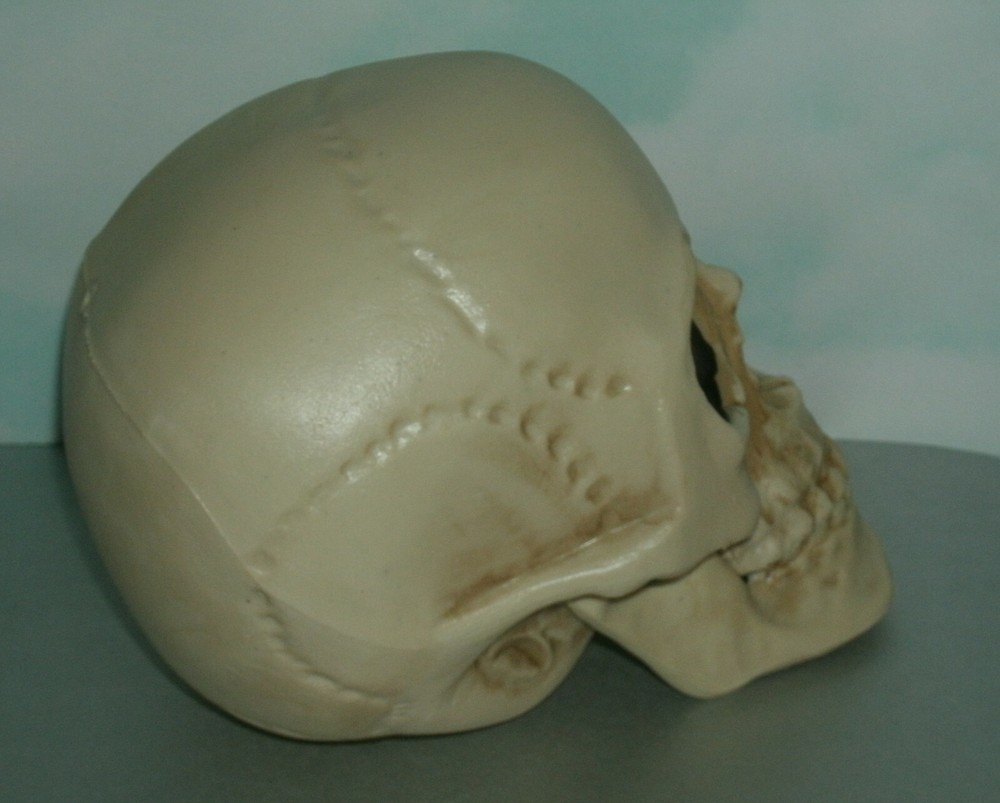 Life Size Human Skull Plastic Replica Bonehead - Man Cave Decor Accessory Prop