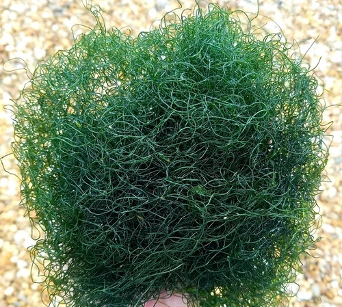 Live  Chaetomorpha (chaeto) Marine Algae - 1 Cup-(.05 oz) Nitrite/Nitrate Filter
