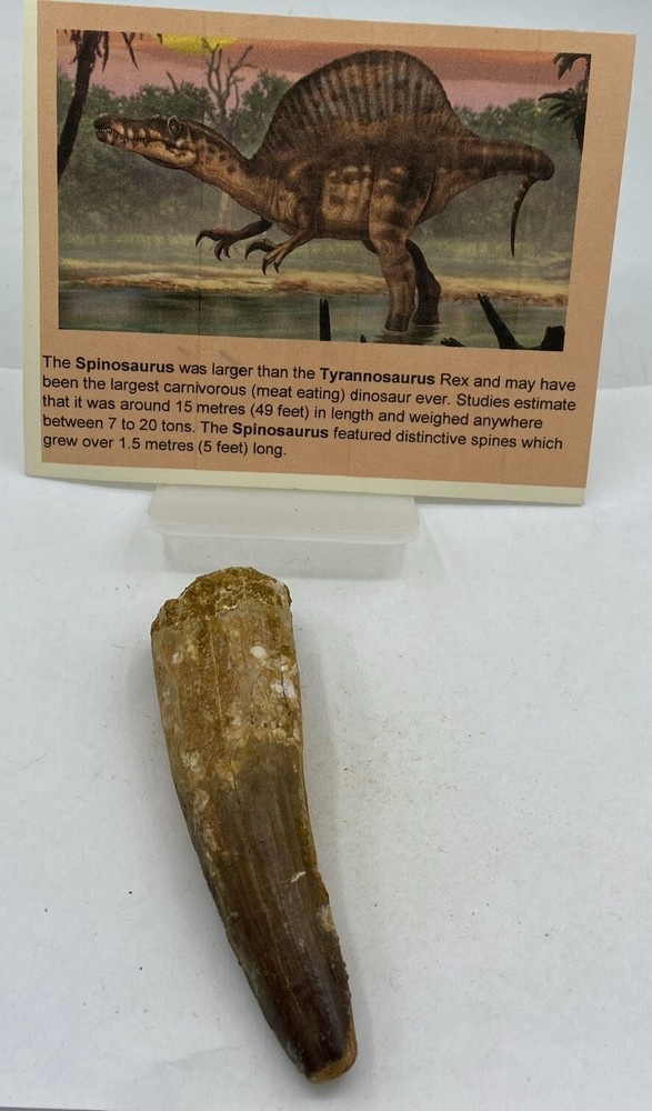 Spinosaurus Teeth Dinosaur F0SSIL Before T Rex Cretaceous J583