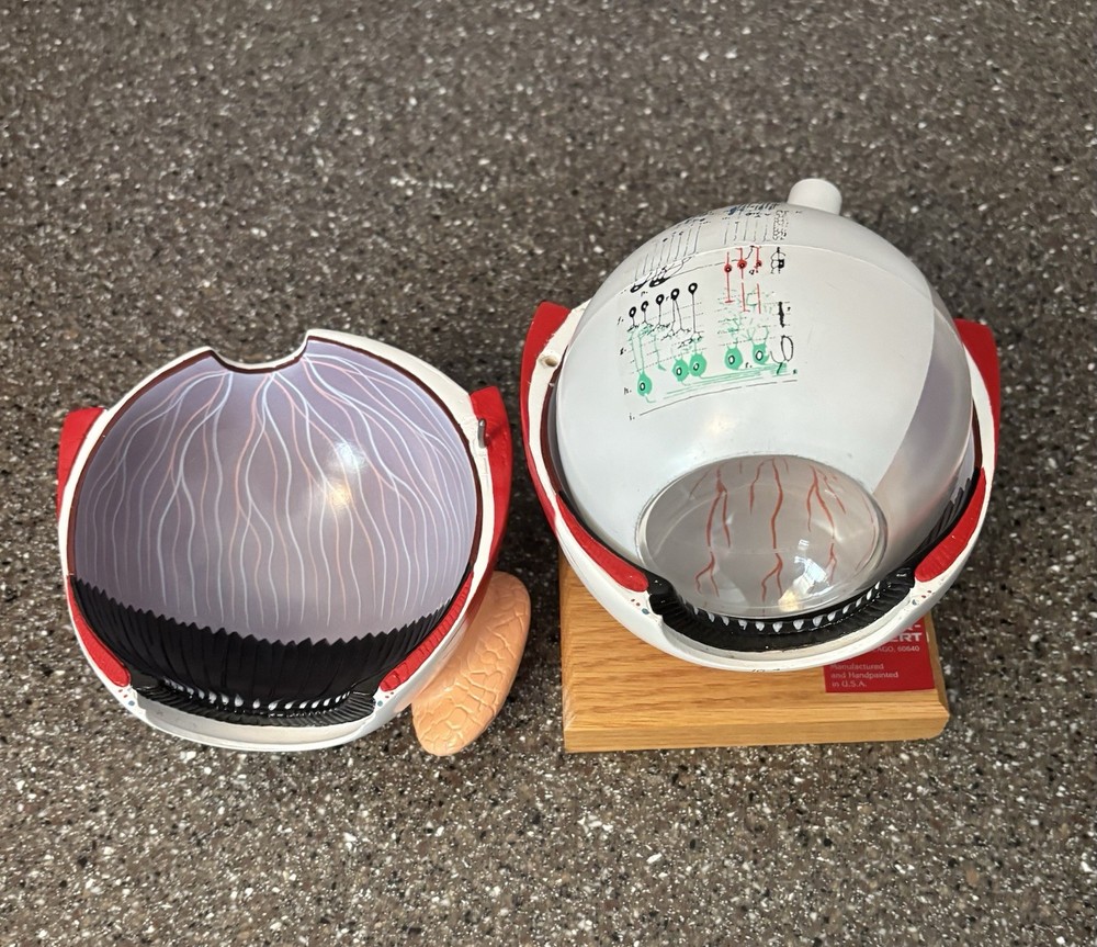 Human Anatomy Eye Model