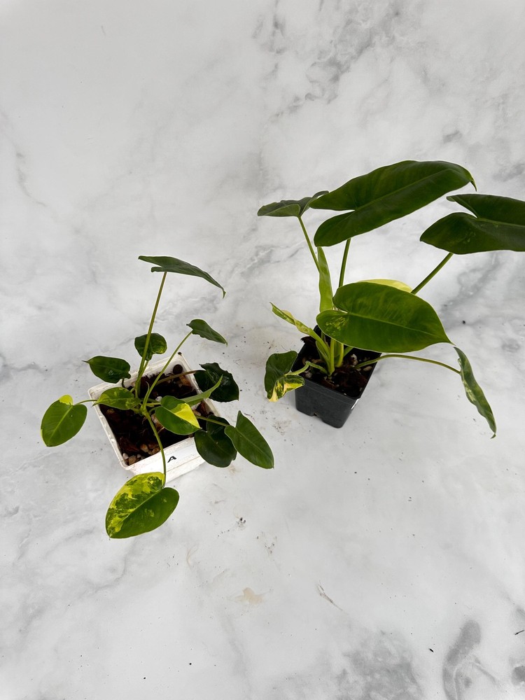 Philodendron Burle Marx Variegated