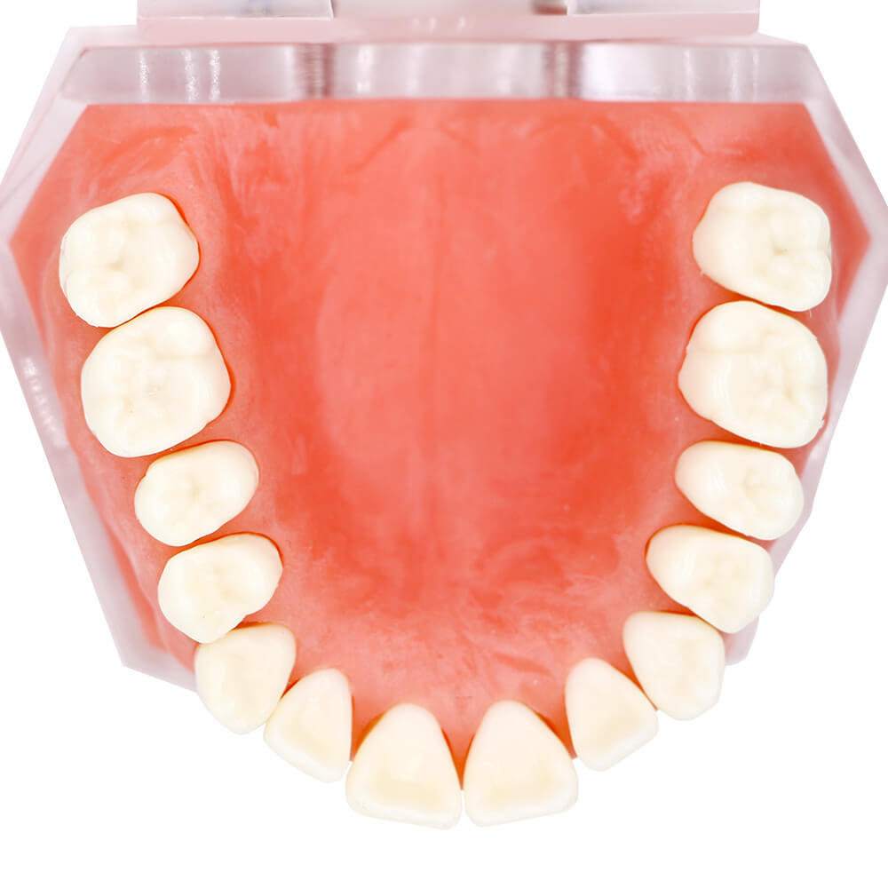 Orthodontic Study Model 4004 with 28 Removable Teeth for Dental Bracket Training