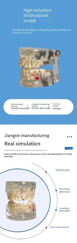 Dental Teeth Model Demo 3-12 Child Permanent Tooth Alternate Developement Proces