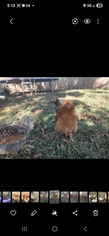 Fertile Bantam Mystery Hatch 12 eggs
