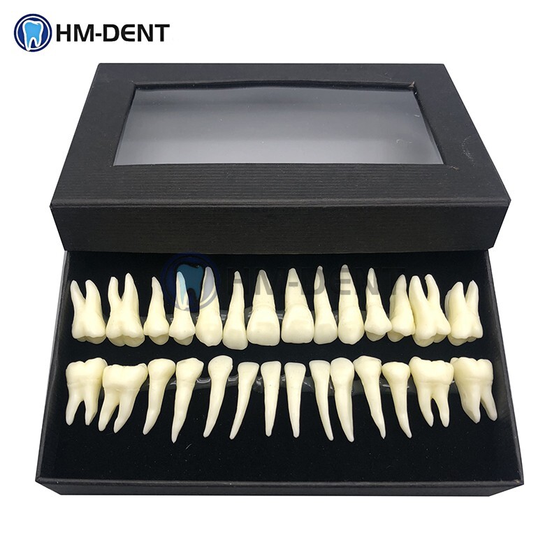 28 Pcs Dental 1:1 Permanent Teeth Demonstration Teach Study Model Resin Tooth