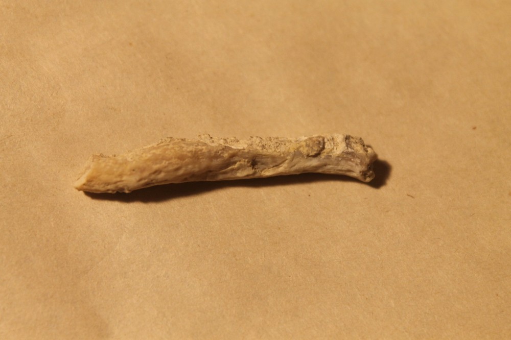 Petrified Limb Cast Specimen, Nevada