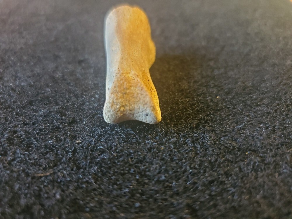 Theropod Toe Bone