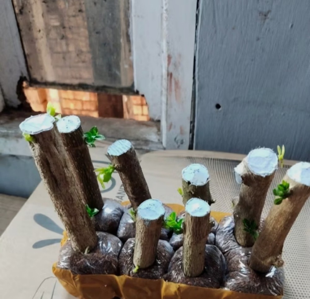 Tree Starter Premna Micropylla - Bonsai Sancang - Living Tree Small Tree