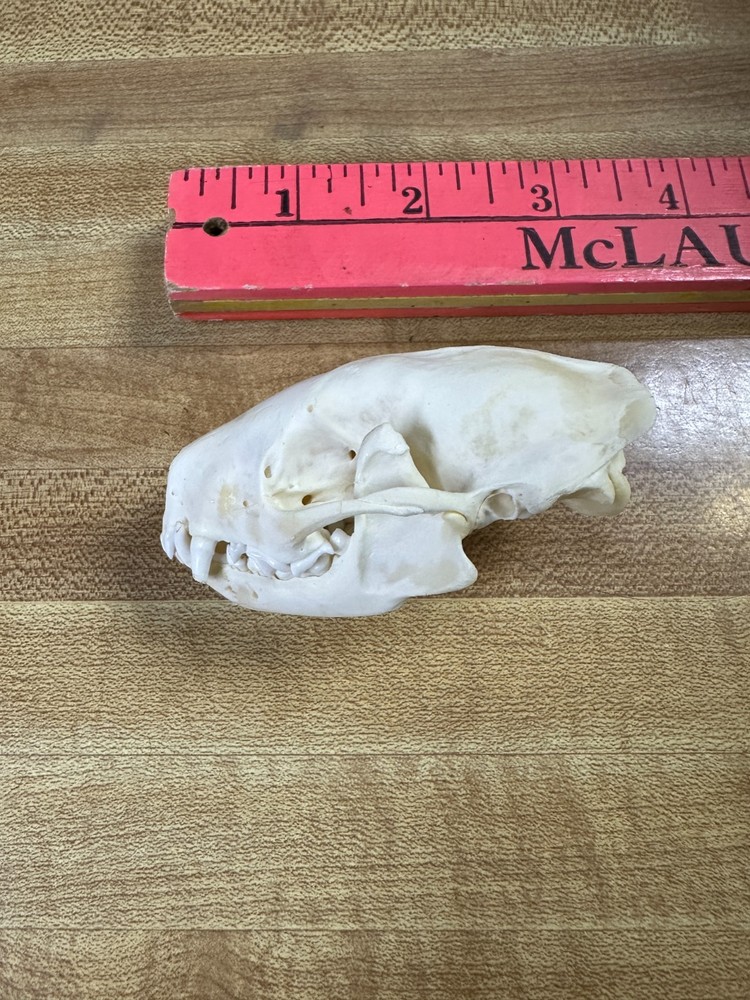 Real Bone Skunk Skull