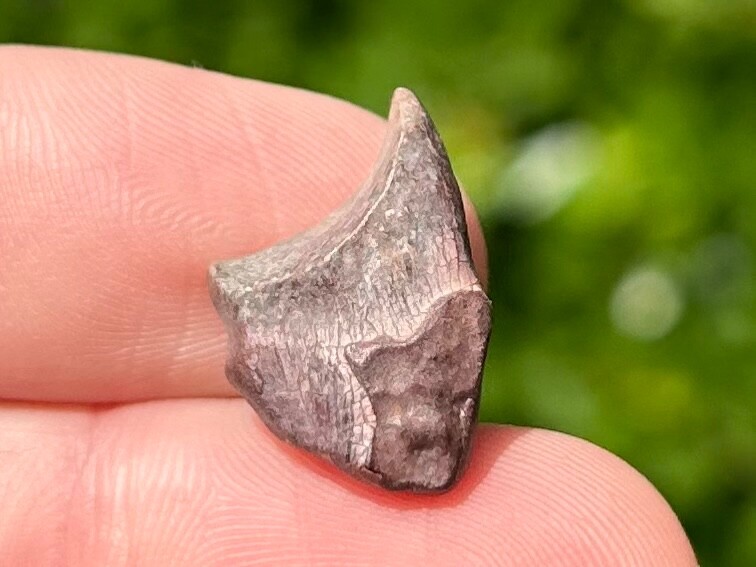 Partial Theropod Dinosaur Claw Fossil from Niger Dino Bones Kryptops Eocarcharia