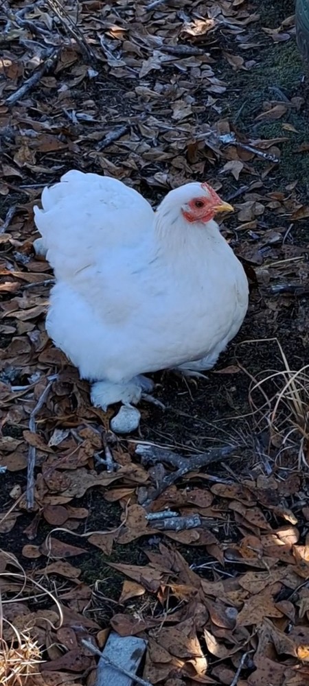 1 Dozen Bantam Cochin Hatching Eggs