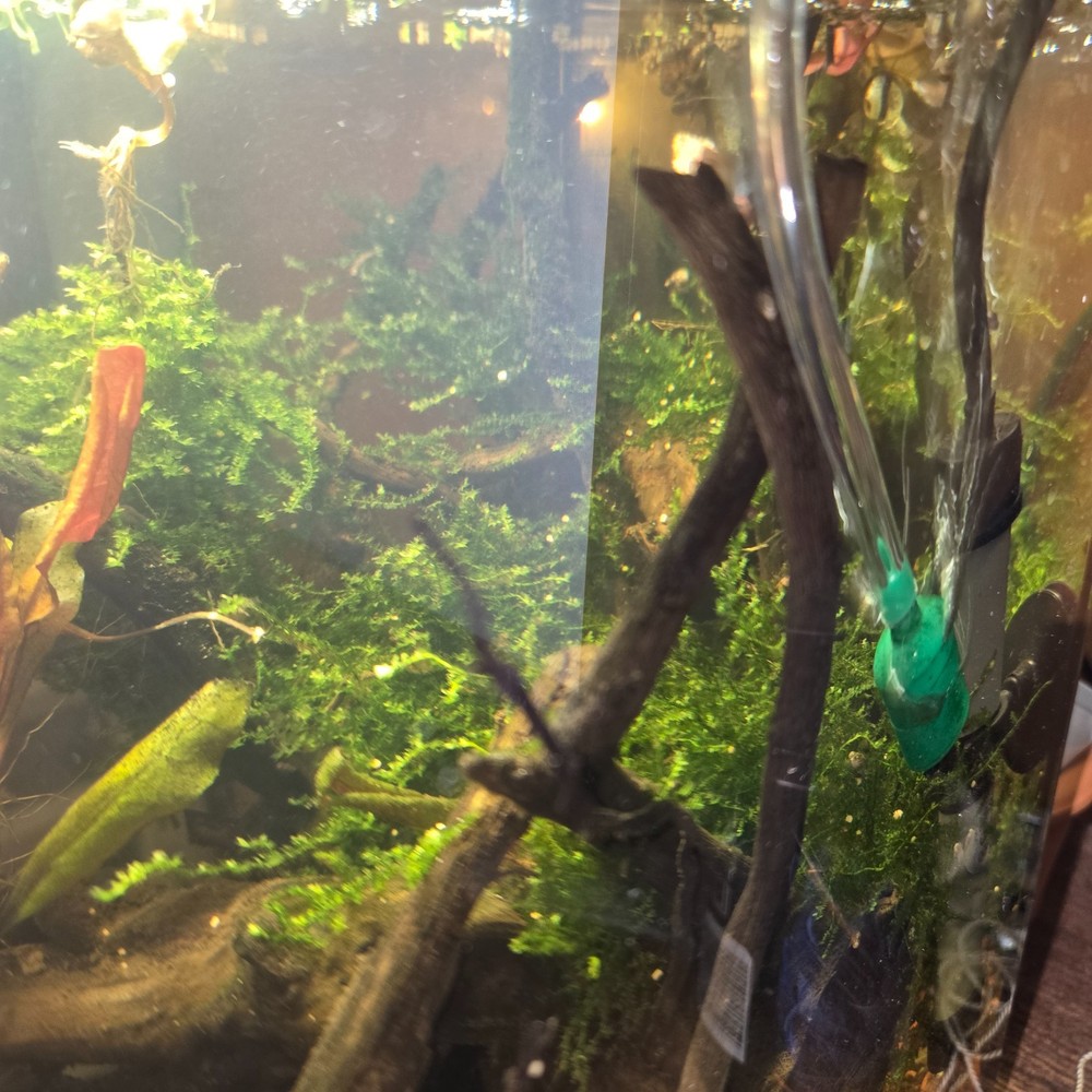 live java moss (grown submerged)