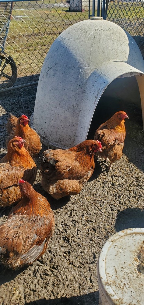 8+ Partridge English Orpington Hatching Eggs 🥚 🐣🐣🥚