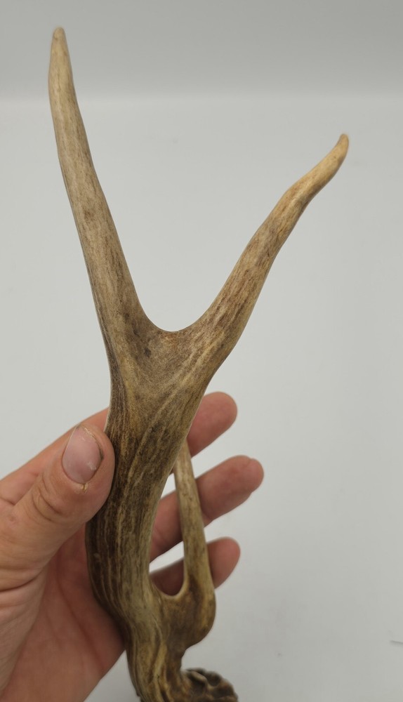 Unique deer antler shed ✅️