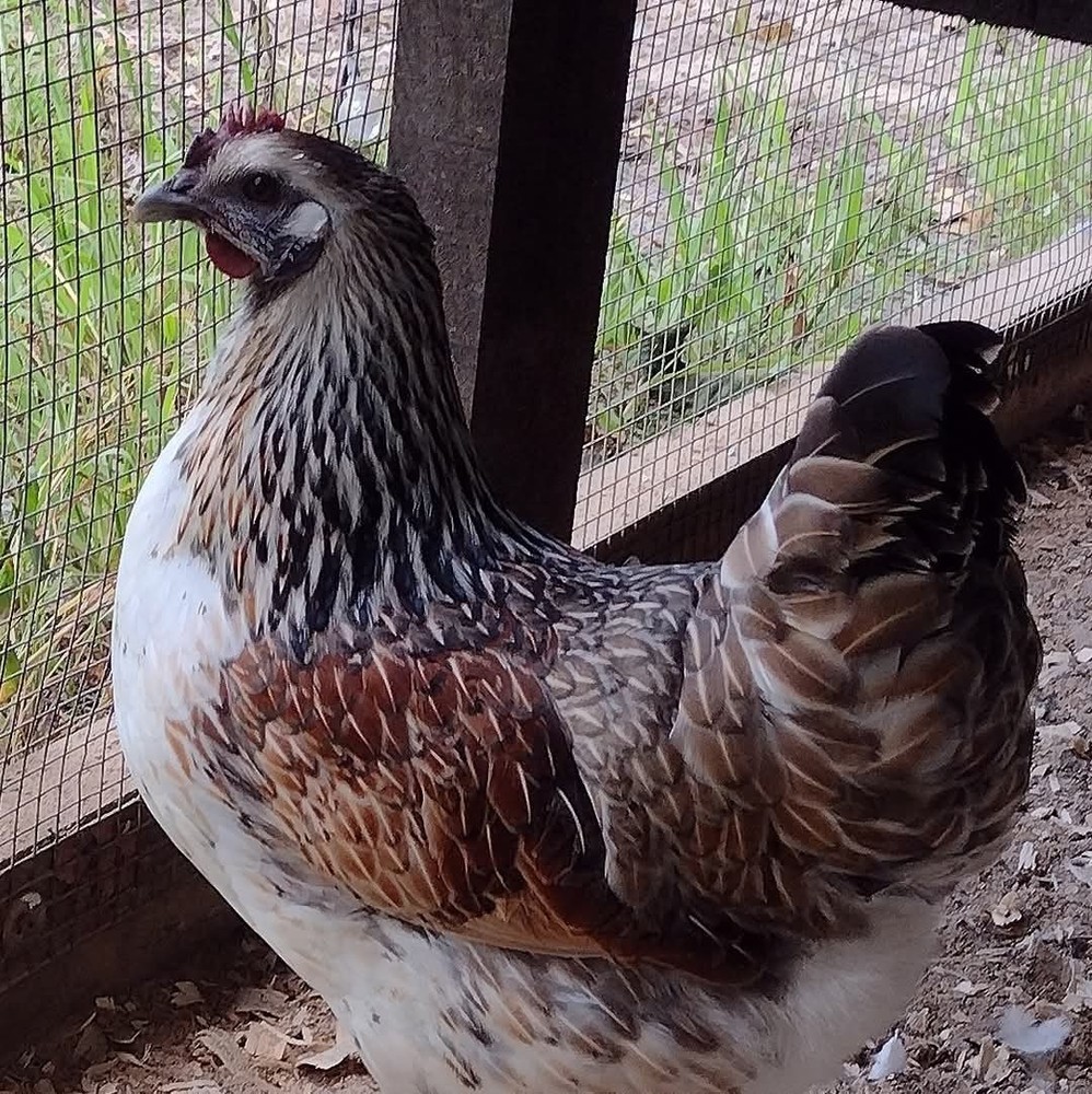 6 Rare Mosaic Hatching Eggs