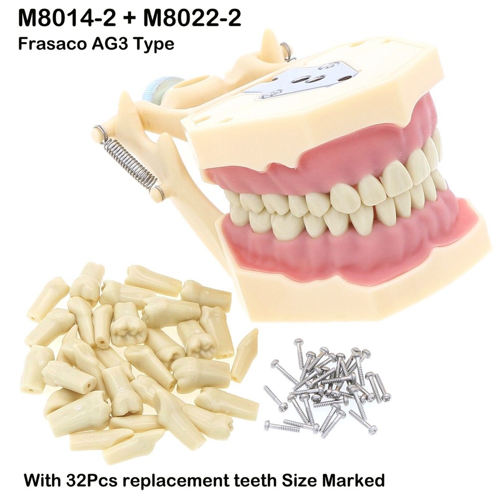 Dental Multiple Types Teaching Teeth Model Typodont Ortho Implant Practice Demo