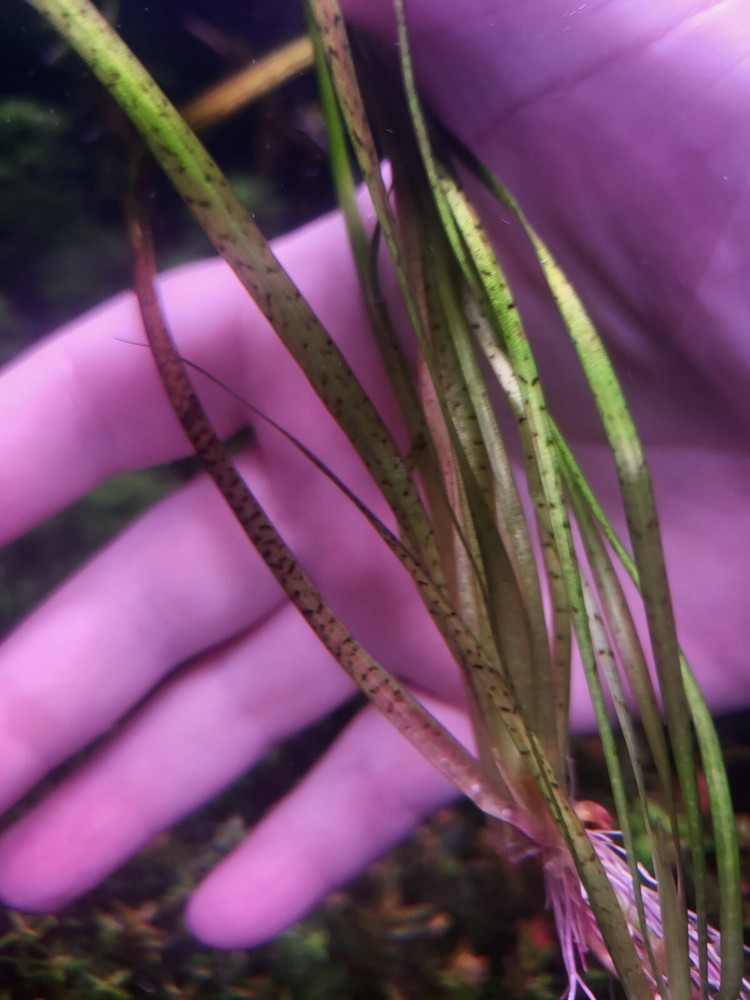 Aquatic Plant Pack 10 Varaties