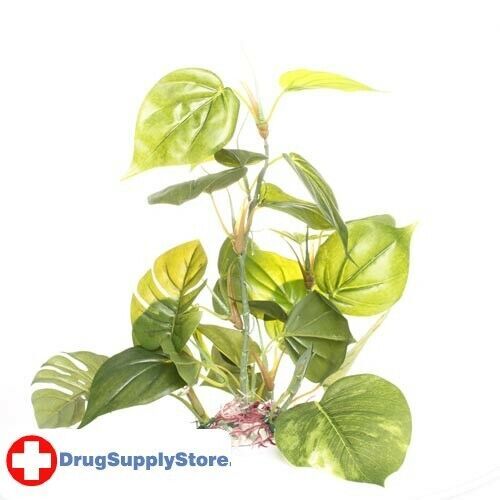 RA Jade Pothos - 12"