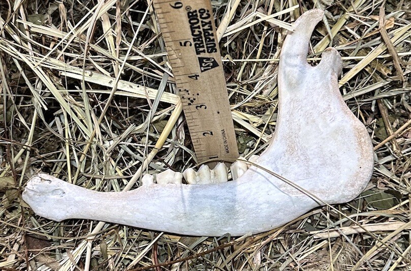 Small Cow Jaw Bones