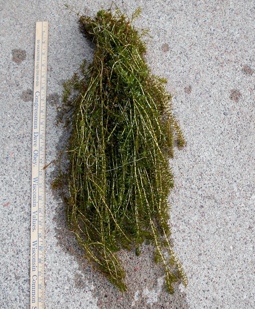 100+ STEMS ELODEA ANACHARIS WATER PLANTS 1+ POUND AQUERIUM CRAYFISH TURTLE KOI