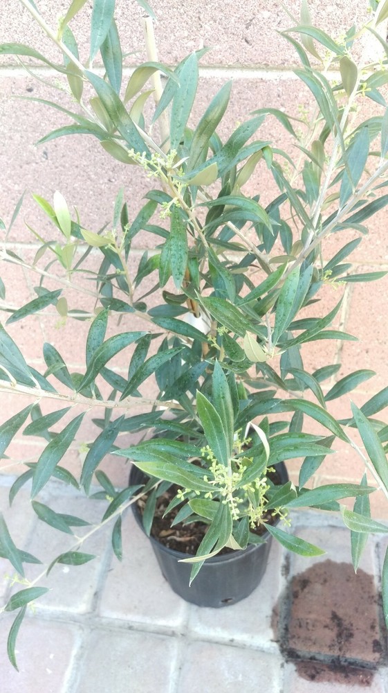 Olive Manzanillo Live Plants