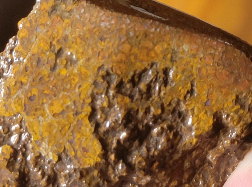 2.06 Lbs Agitized Dino Bone Smalls