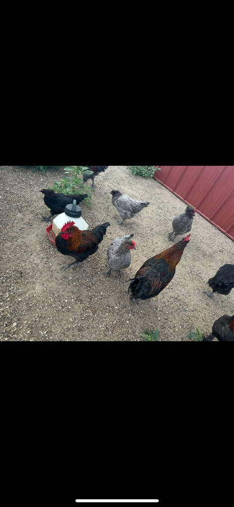 15 Rainbow Hatching Eggs from FREE RANGE CHICKENS