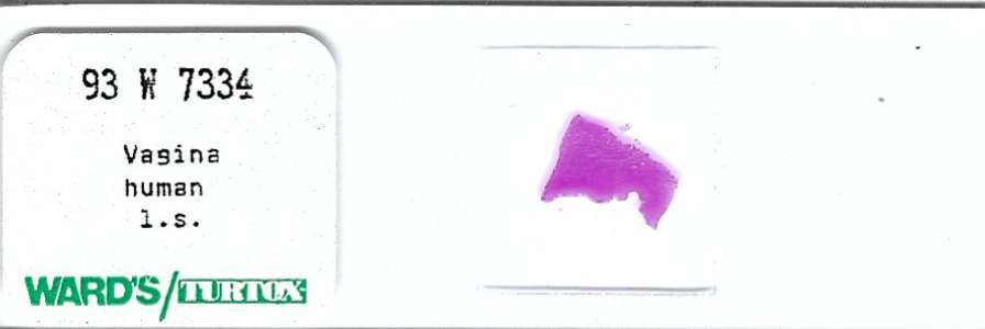 Human Vagina Microscope Slide