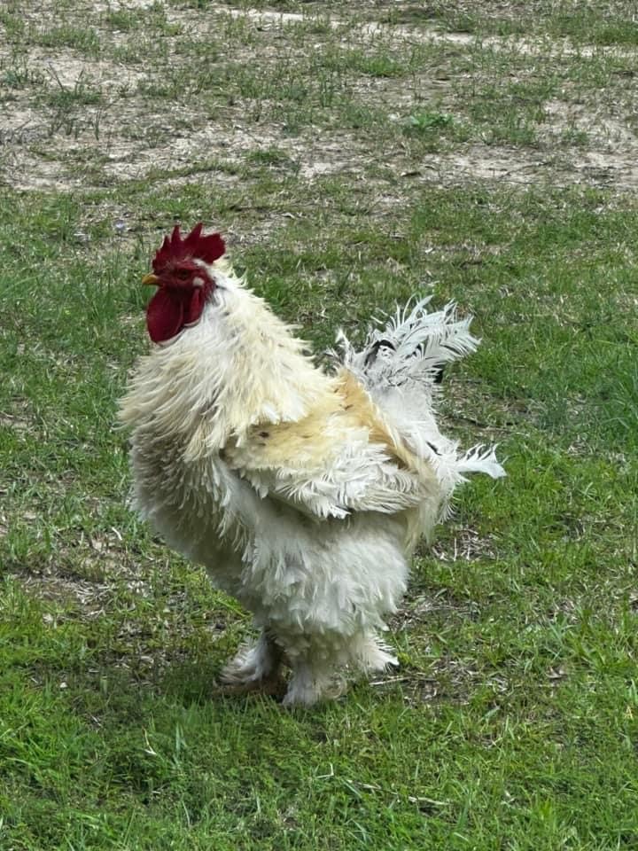 Frizzle BYM Hatching Eggs x12++