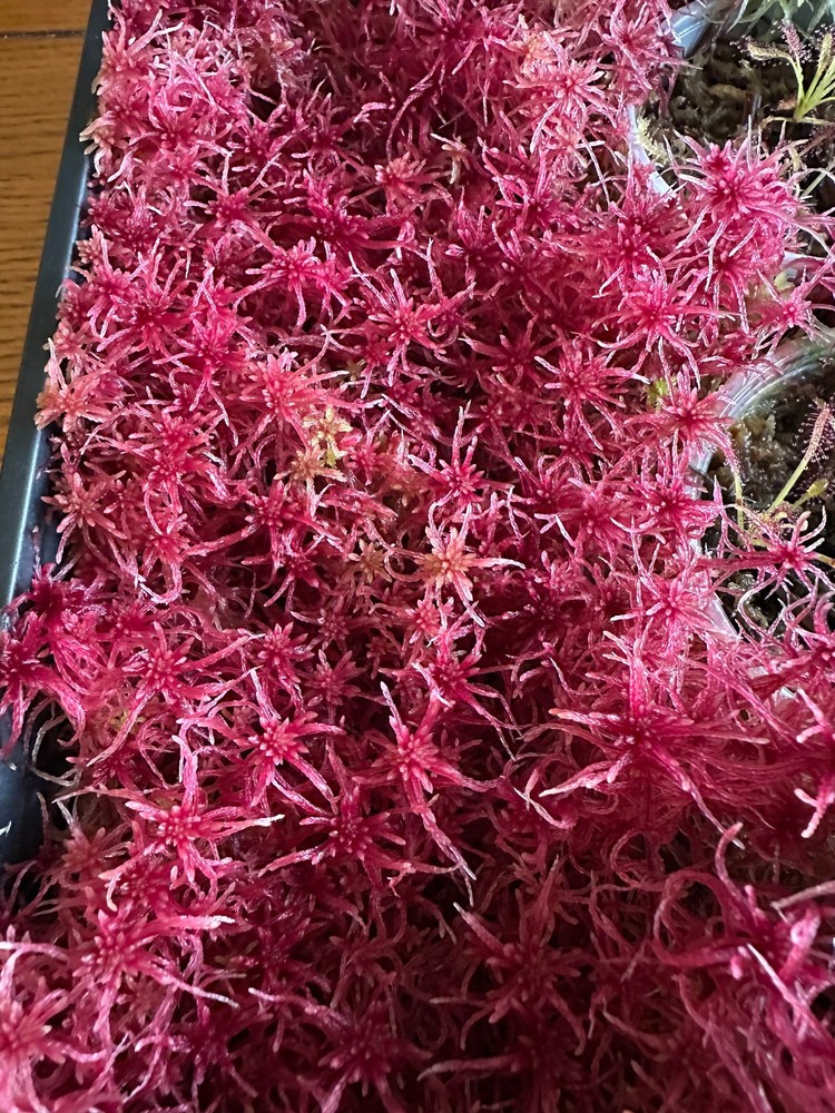 Live Sphagnum Moss - Red Form - 1 Measuring Cup Full