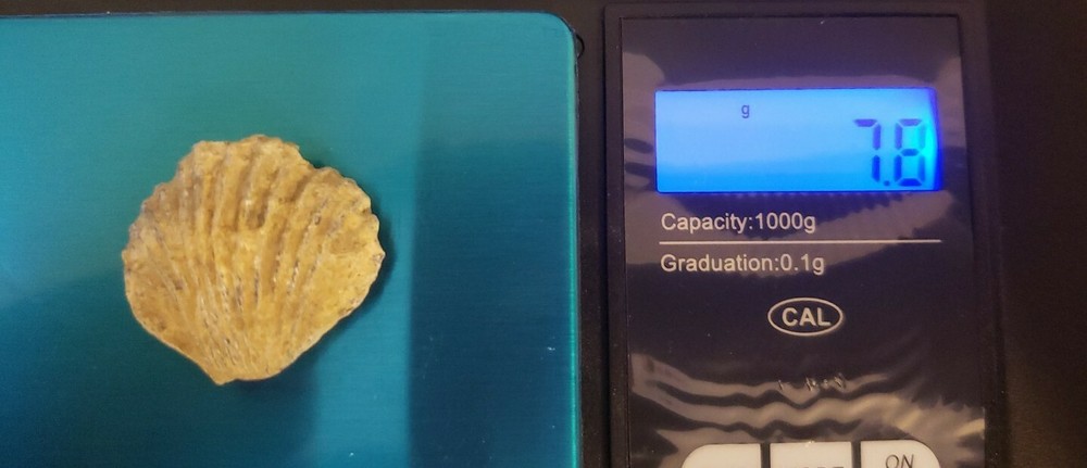 Brachiopod Fossil