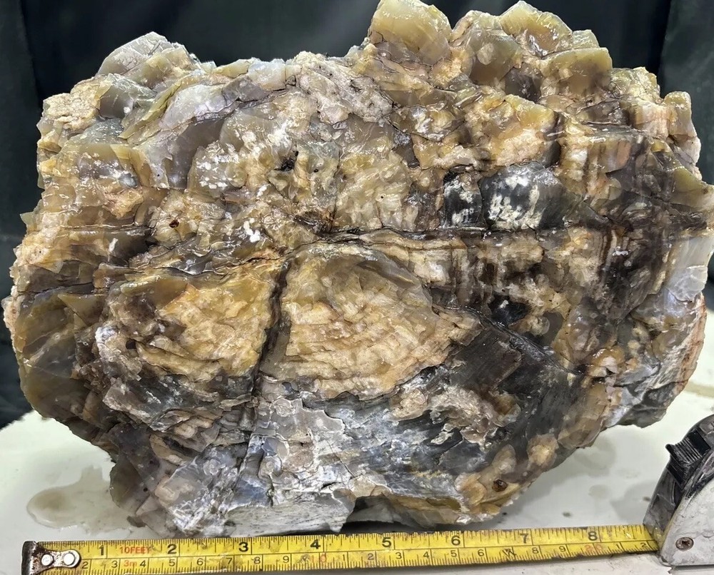 Silver Creek Junction petrified wood