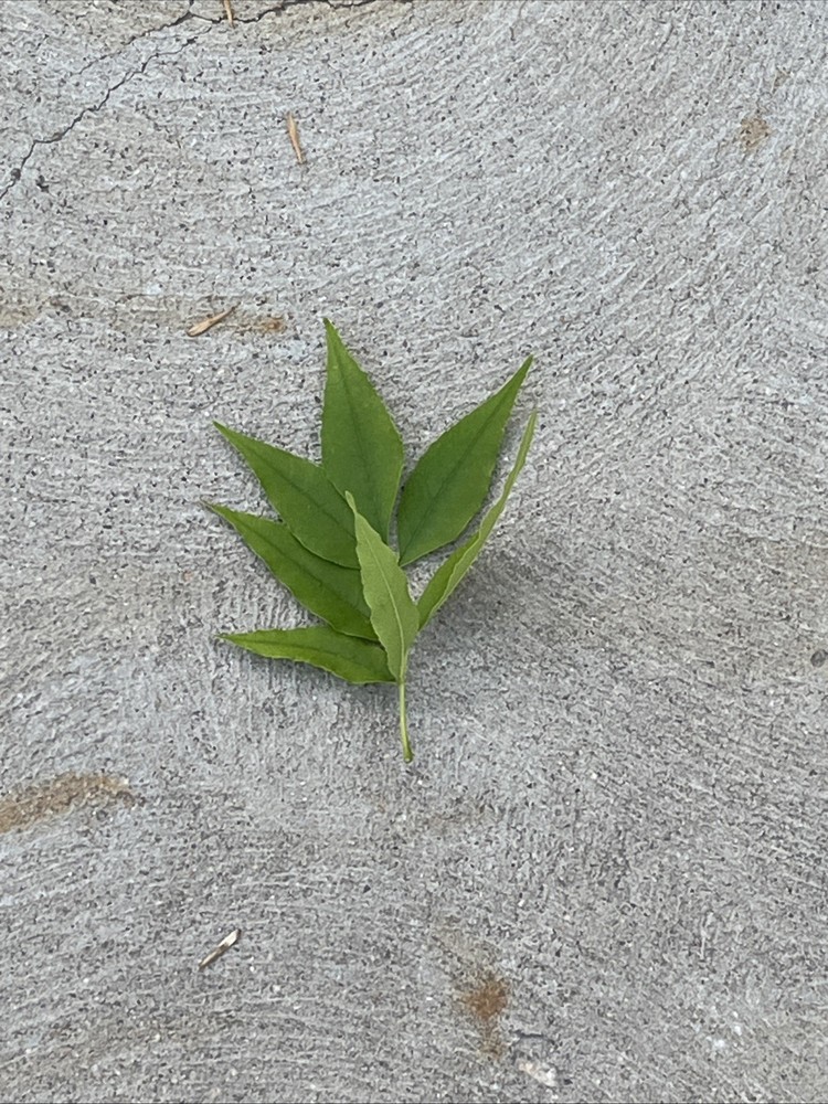 Leaf