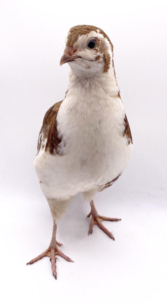 15+ Celadon Coturnix Quail Hatching Eggs - Standard Size