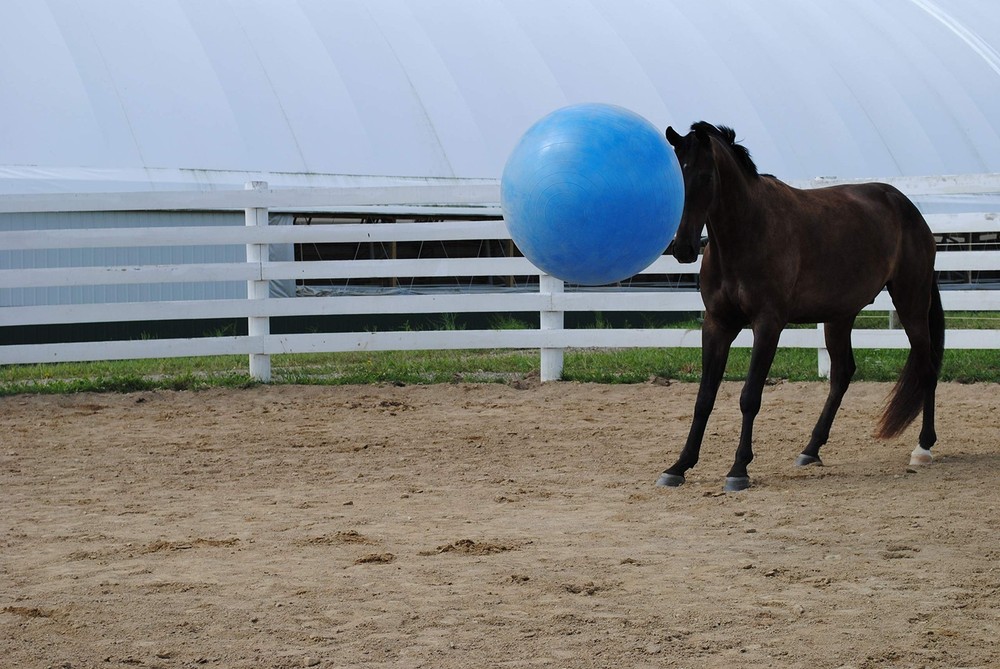 30-Inch Mega for Horses, Blue