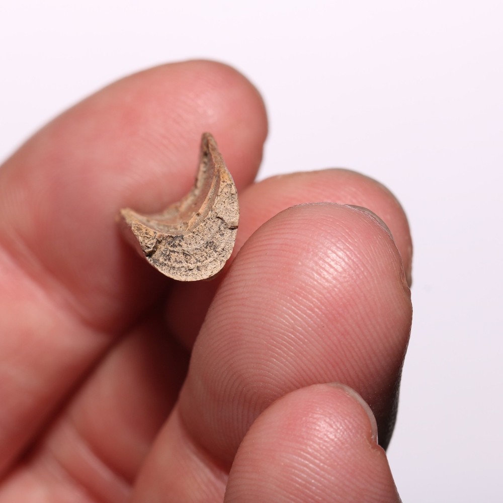 Raptor Bone Partial - Dinosaur Fossil - Cretaceous Aged - Hell Creek Formation