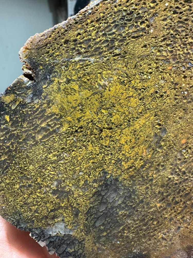 Dinosaur bone rough **hxtled end cut.