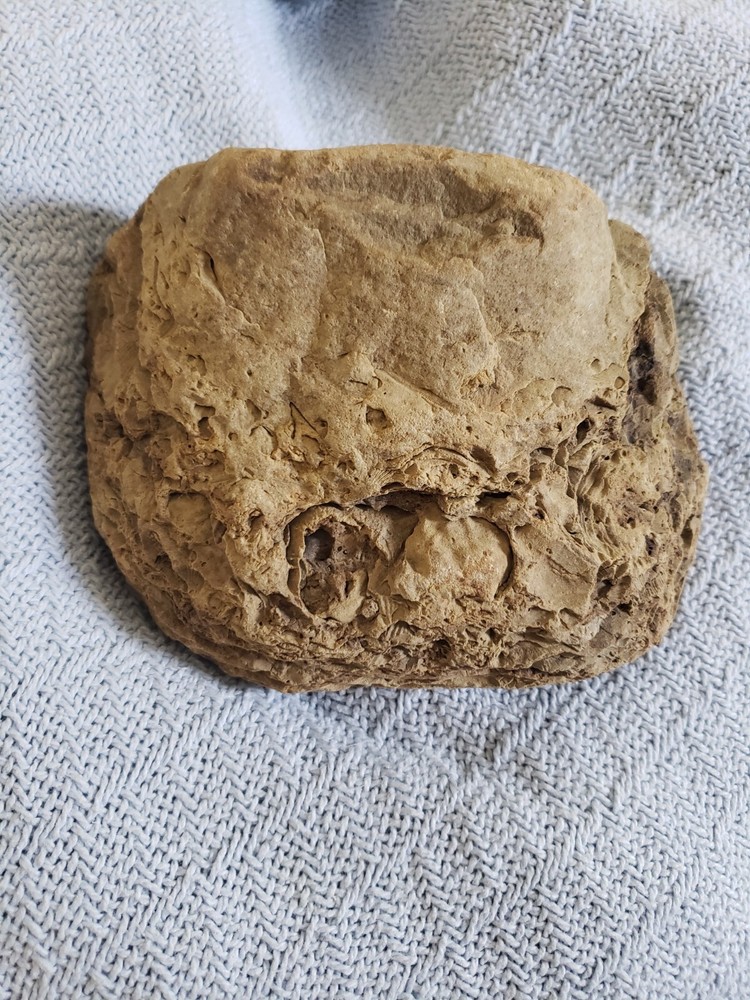 Large Fossil Slab Devonian Period