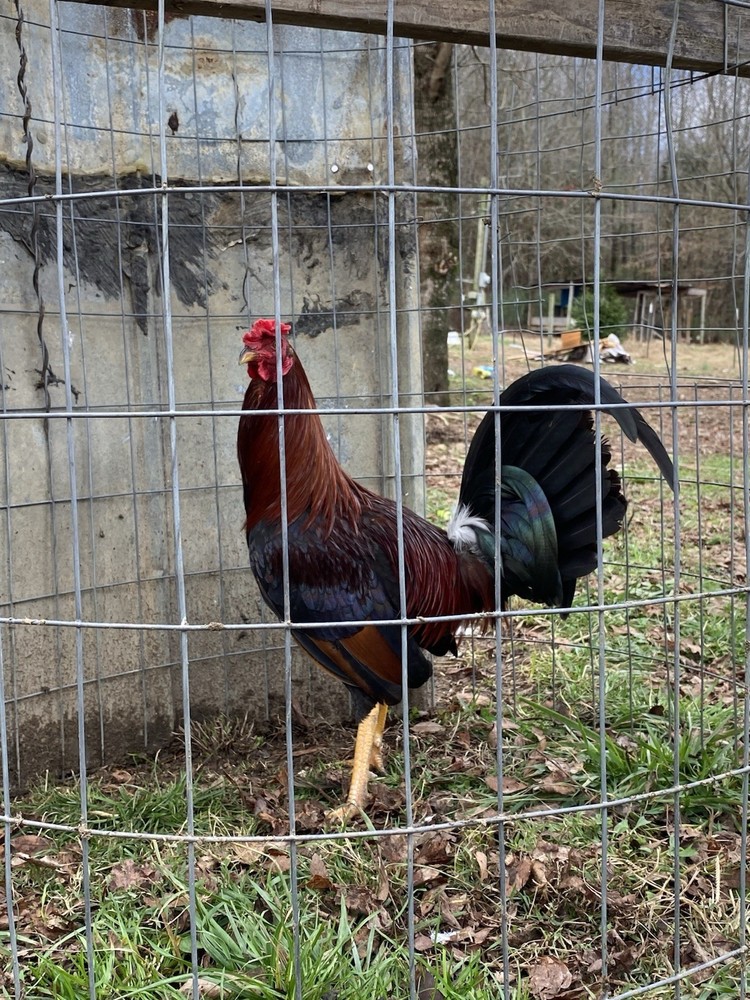 “Hatching Eggs”-for Sale Chicken