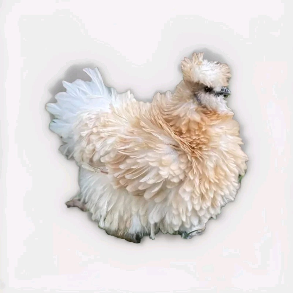 24 Silkie Hatching Eggs