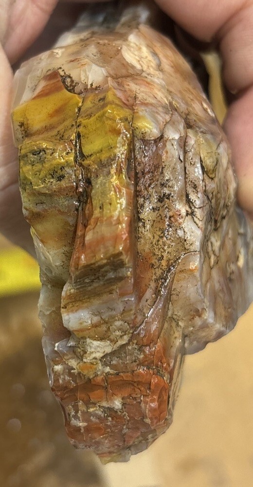 Colorful petrified wood