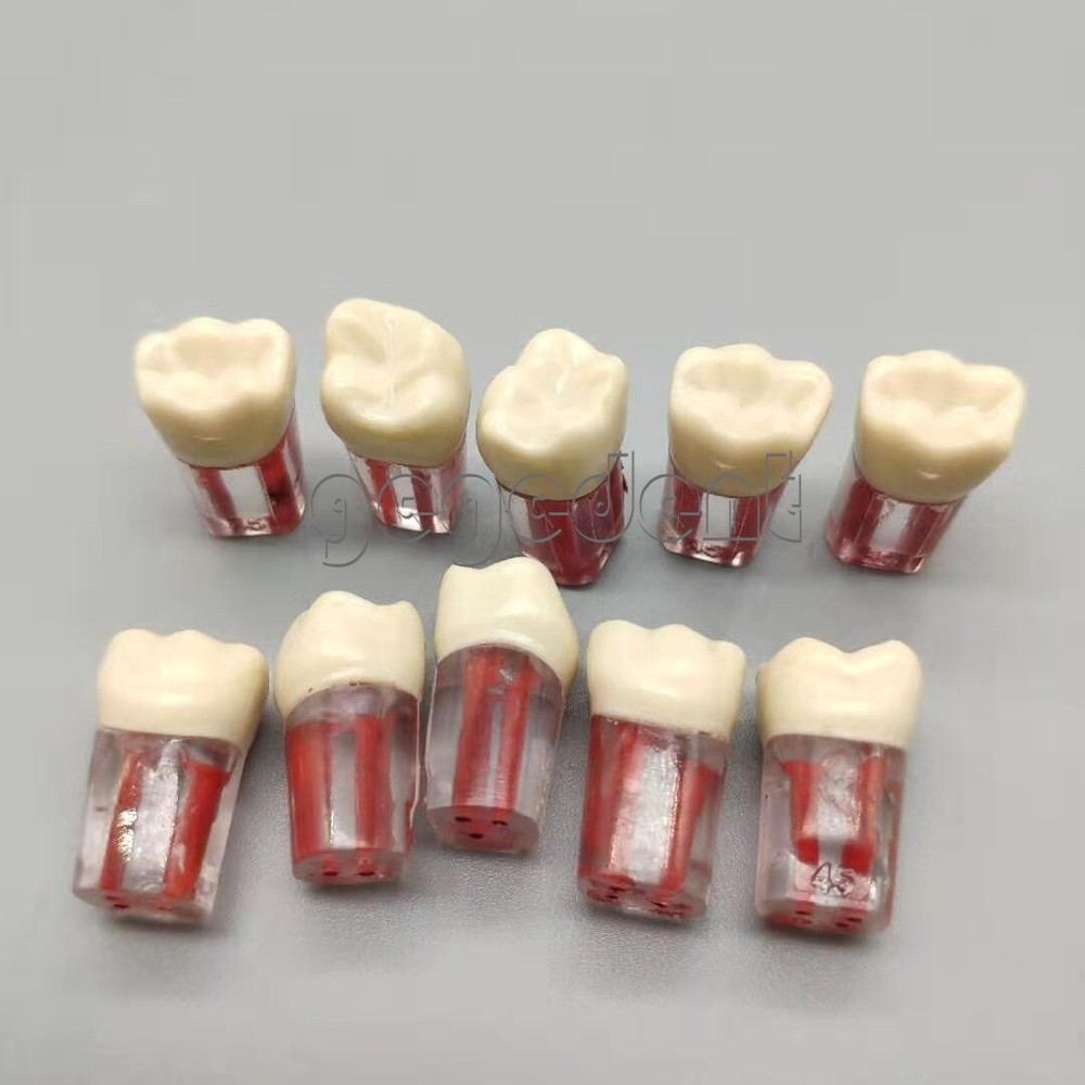 10Piece Dental Root Canal Practice Teeth Resin Pulp RCT Study Model Natural Size
