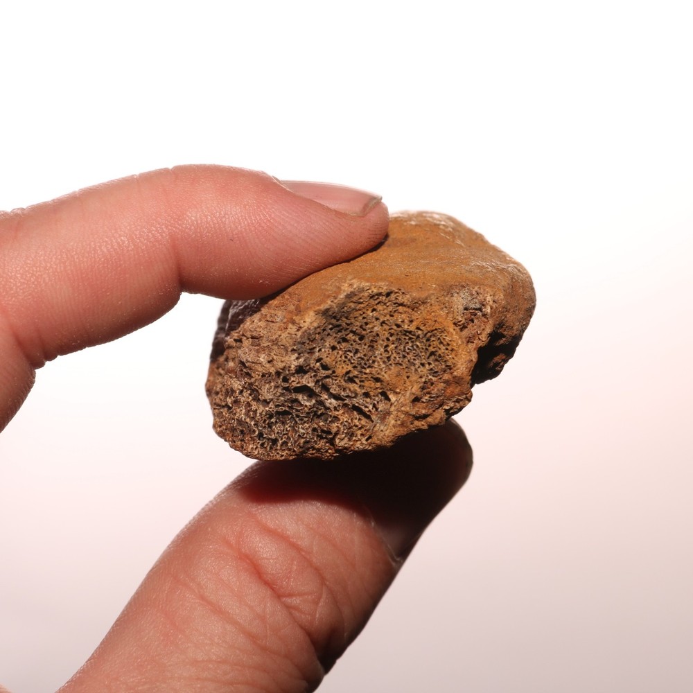 Dinosaur Vertebrae Process - Very Nice Fossil - Hell Creek Formation Cretaceous