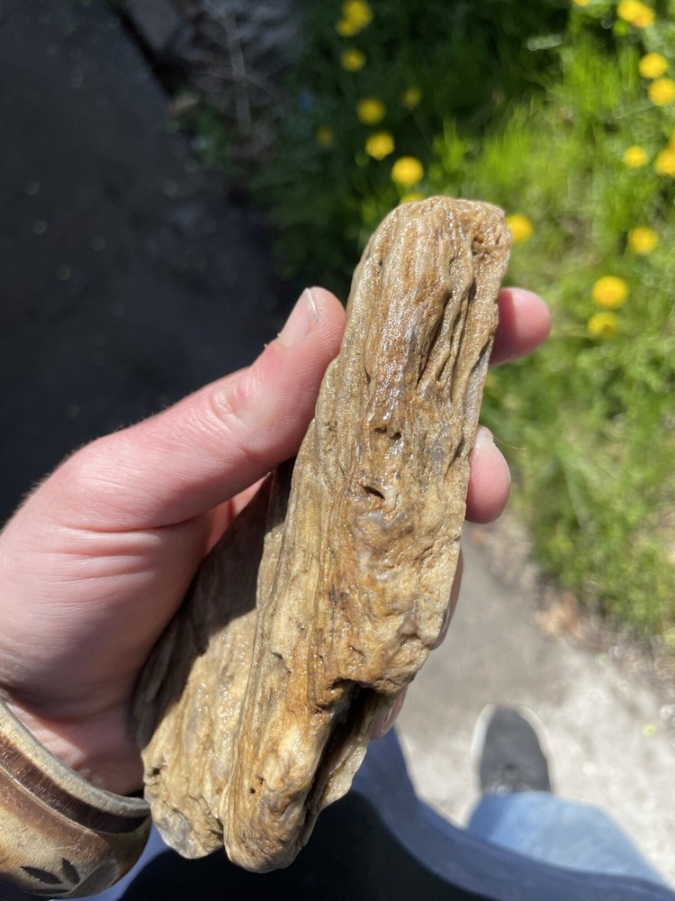 Super Unique, Polished, Agatized/opalized petrified wood