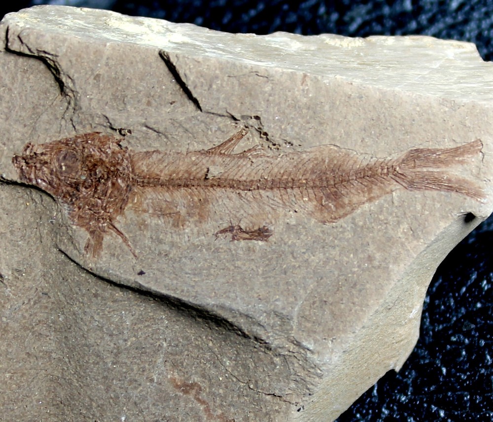 Unknown,  rare Oligocene  fossil fish