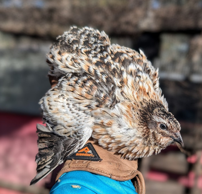 55 +extras Coturnix Quail Hatching Eggs NPIP Flock