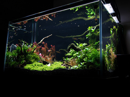 AQUATEK 3-in-1 Diffuser &Bubble Counter Check Valve (S)