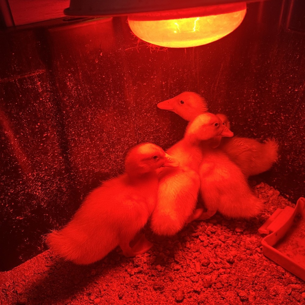 12+ Duck Hatching Eggs Mixed: Pekin, Swedish, Khaki Campbell ￼